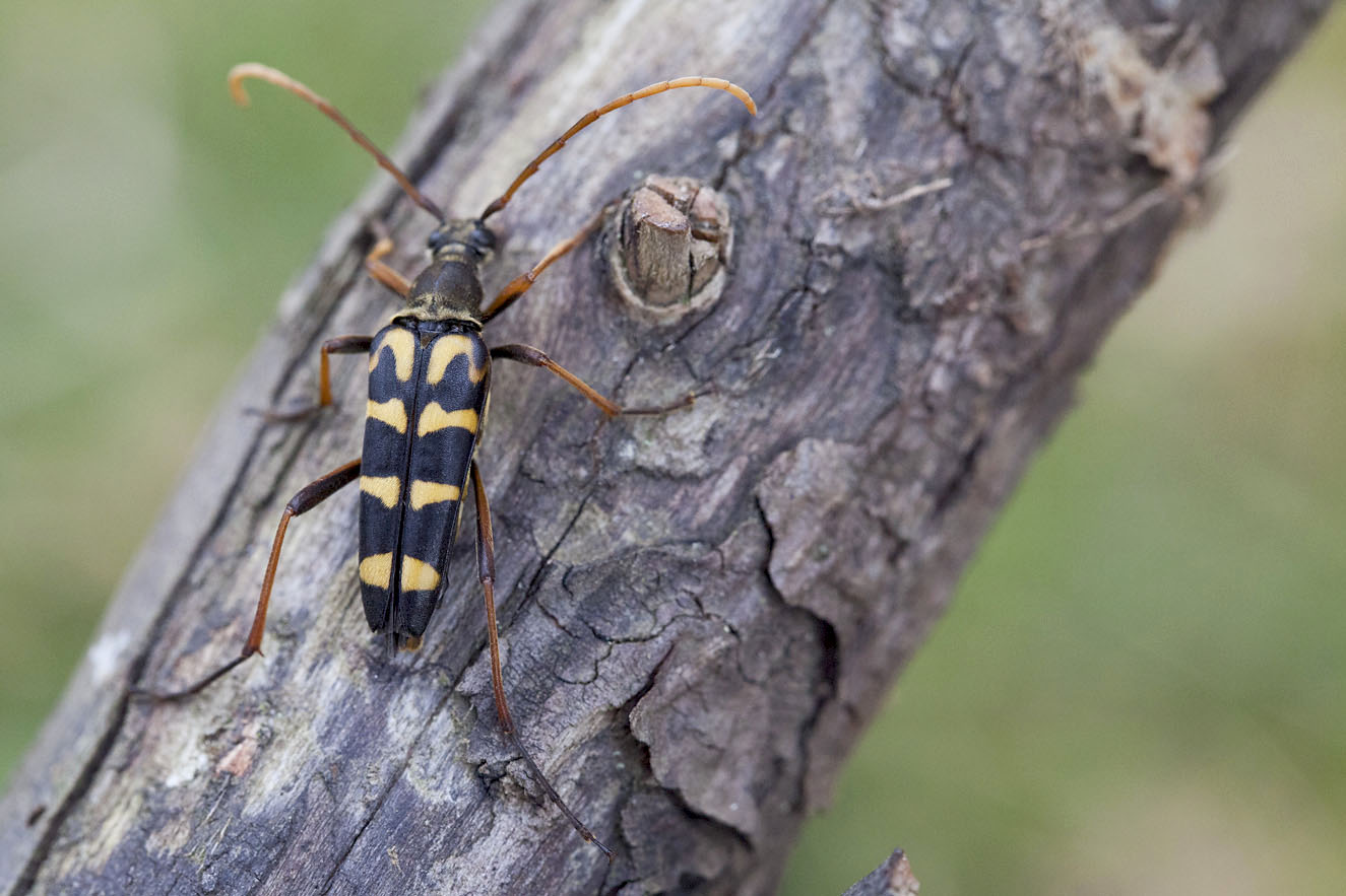 Leptura annularis 