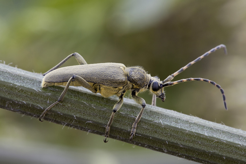 Lepturobosca virens 