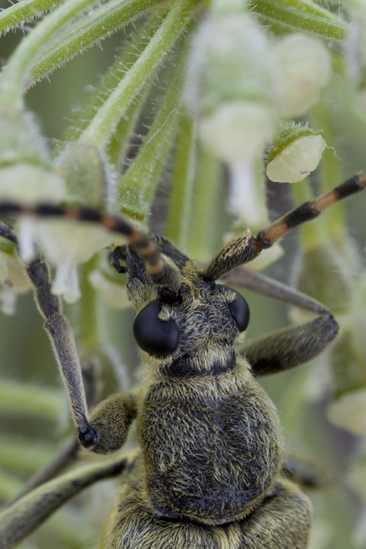 Lepturobosca virens 