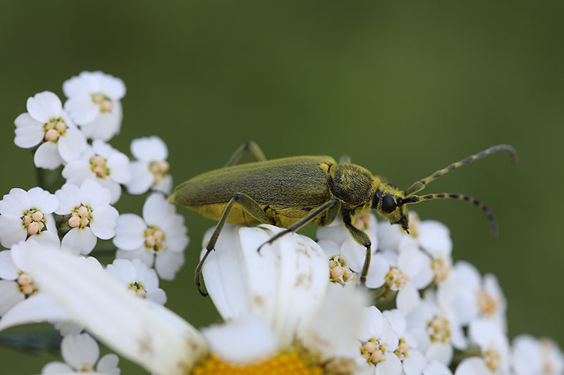 Lepturobosca virens 