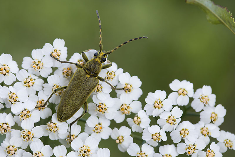 Lepturobosca virens 