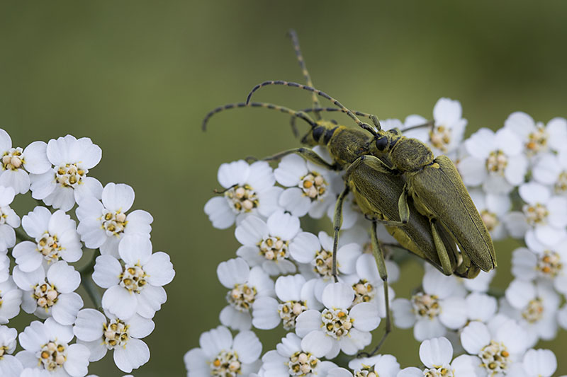 Lepturobosca virens 