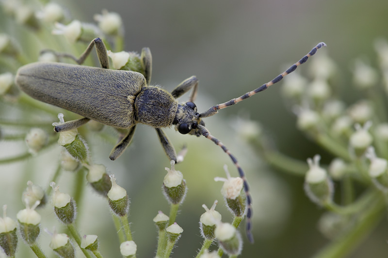 Lepturobosca virens 