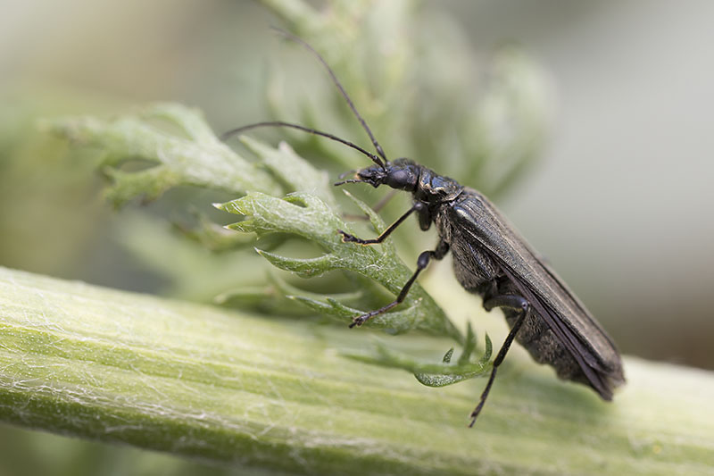 Oedemera virescens 