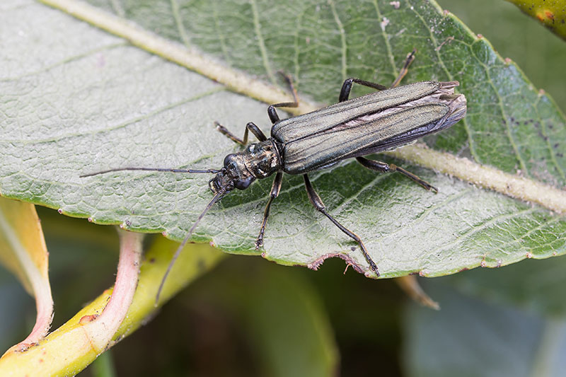 Oedemera virescens 