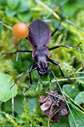 Carabus irregularis bucephalus