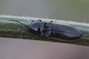 Hemicrepidius niger 