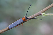 Oberea oculata 
