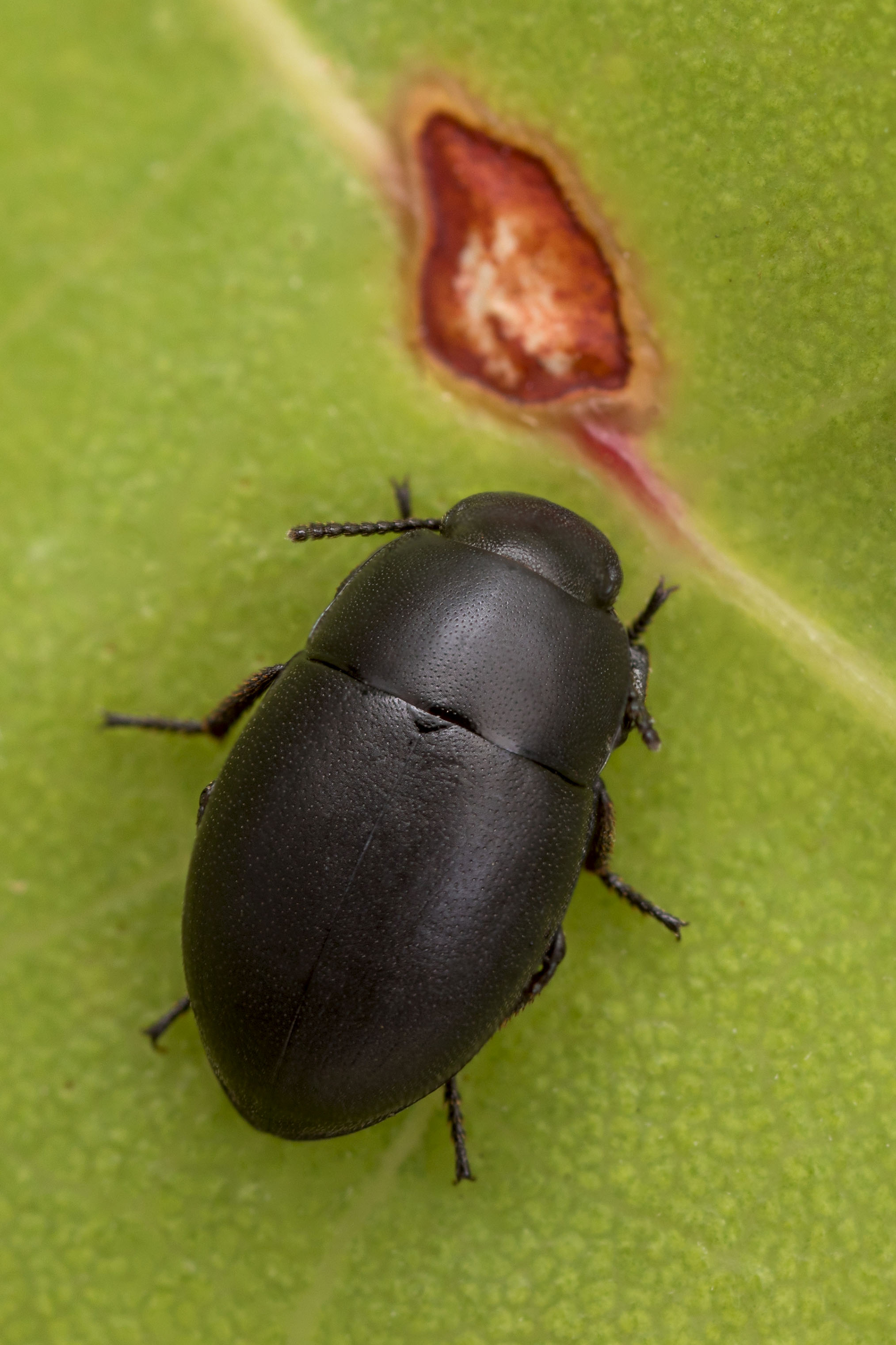 beetle unidentified63