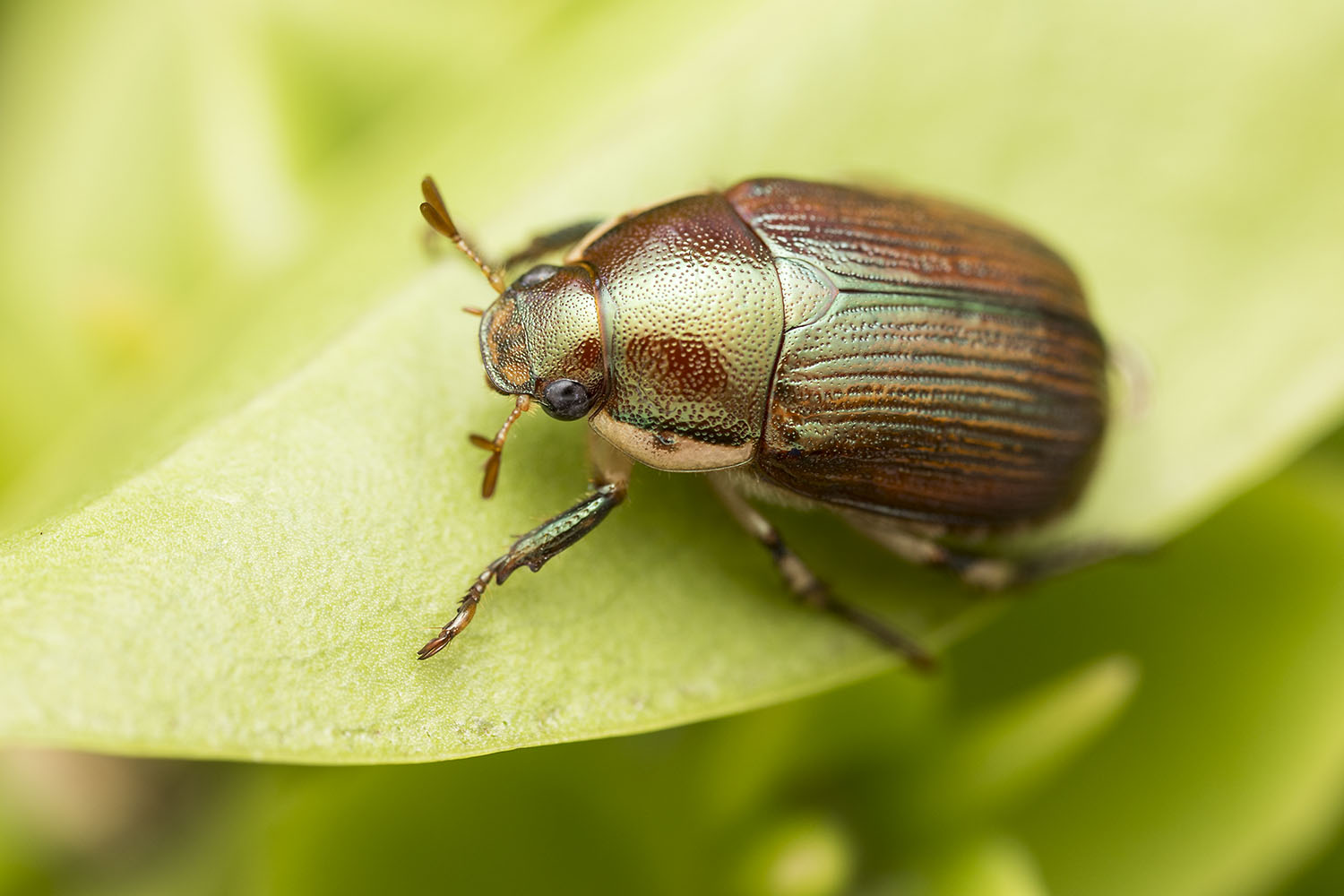 Callistethus marginatus 