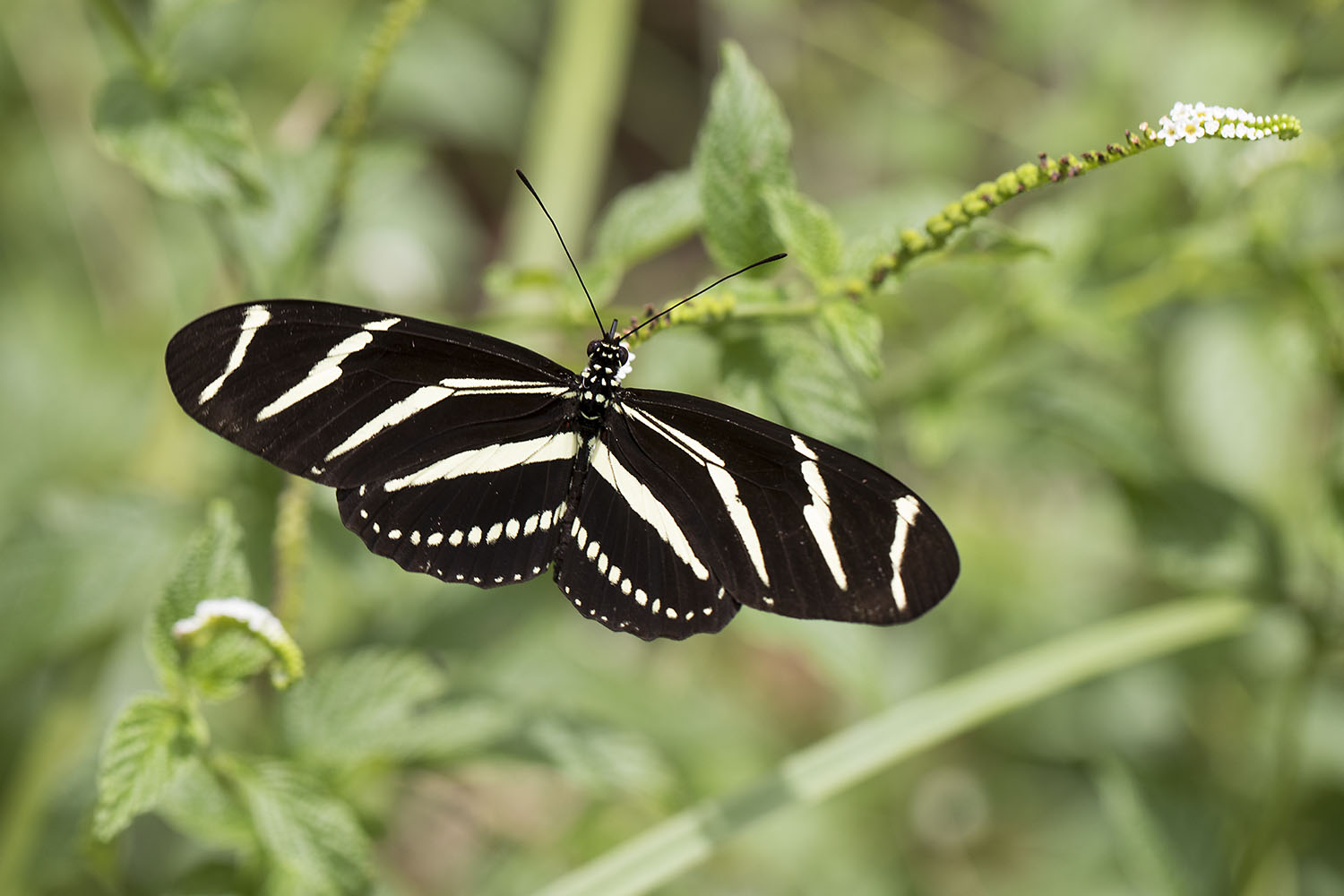 Heliconius charithonia 