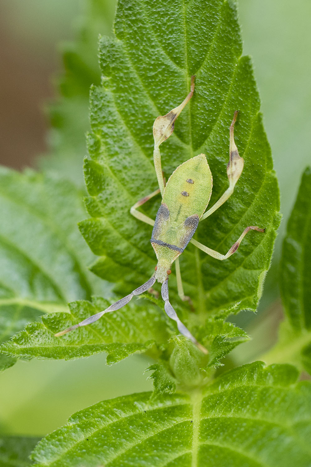 heteroptera unknown19 