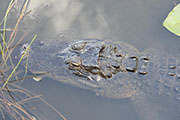 Alligator mississippiensis 