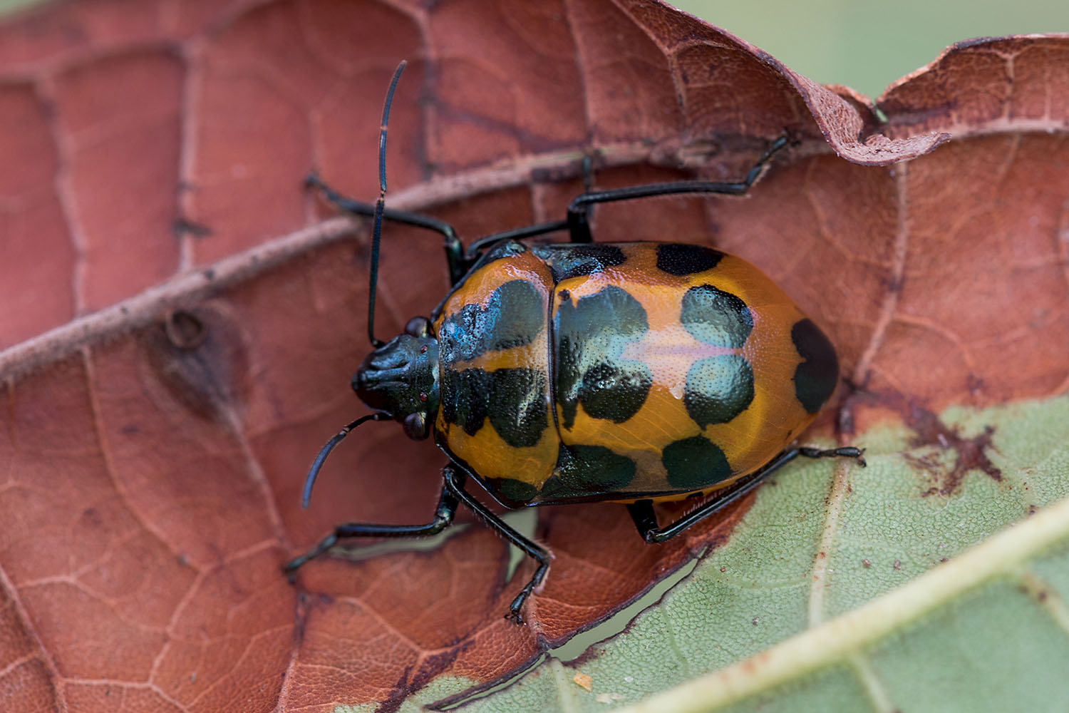 Augocoris gomesii 