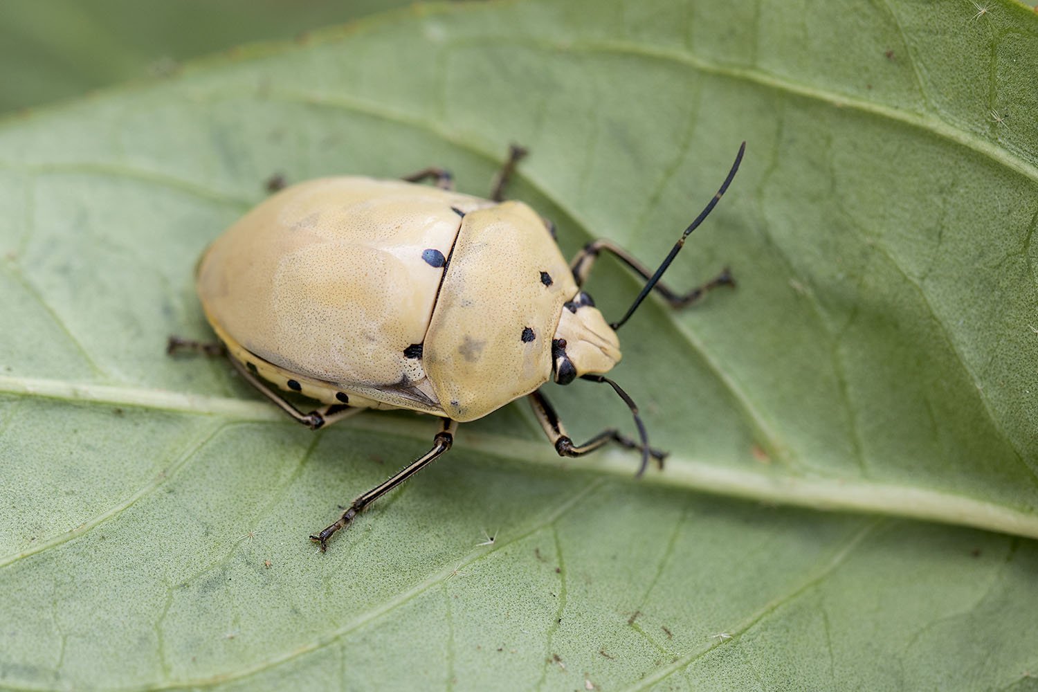 Augocoris gomesii 