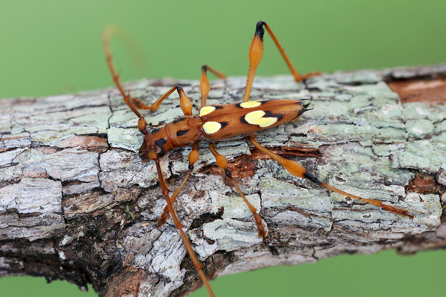 Nyssicus lobatus 