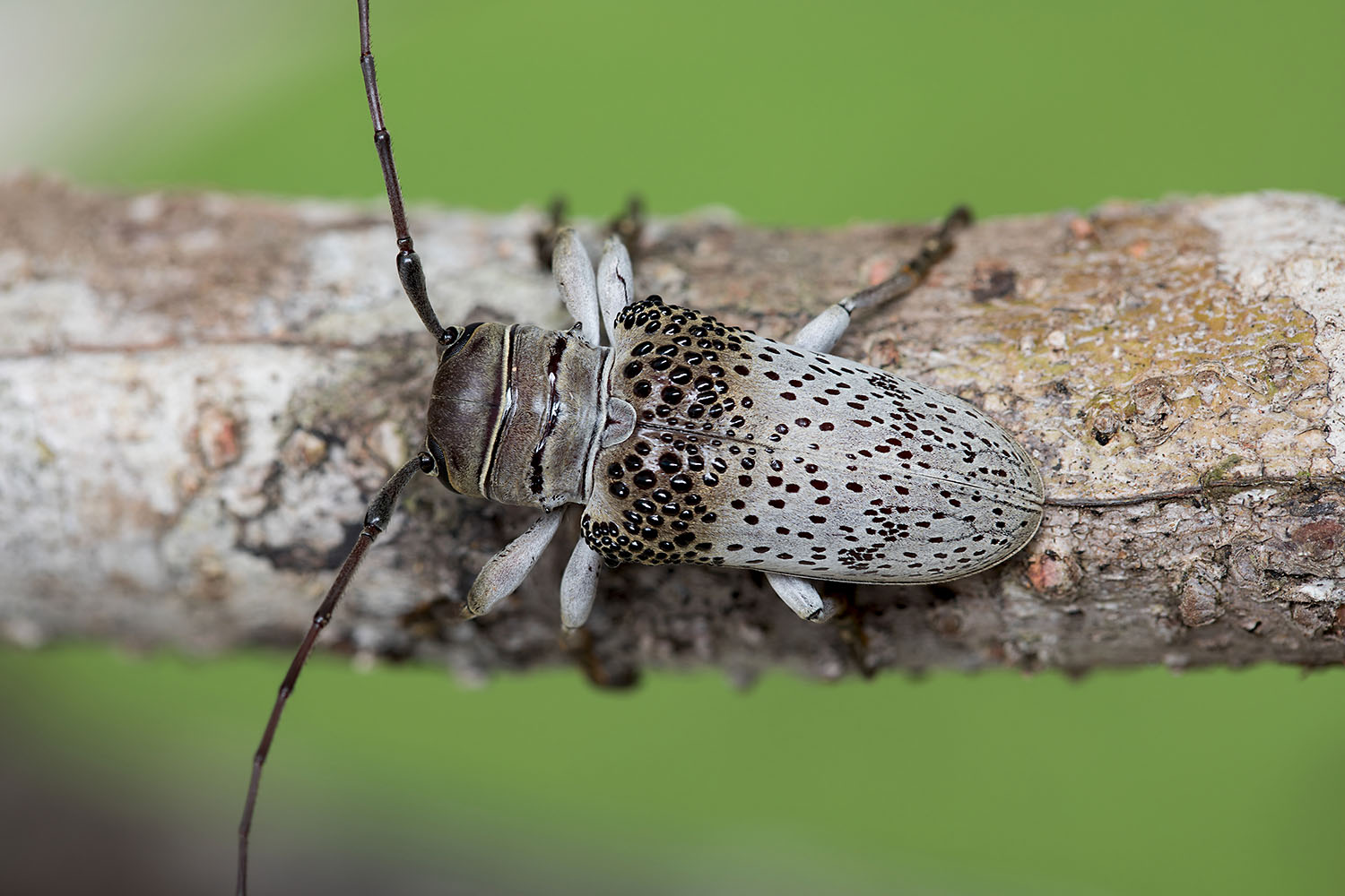 Oncideres cephalotes 