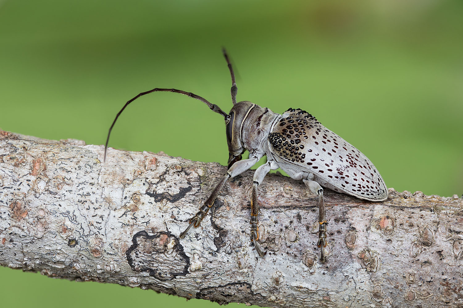 Oncideres cephalotes 