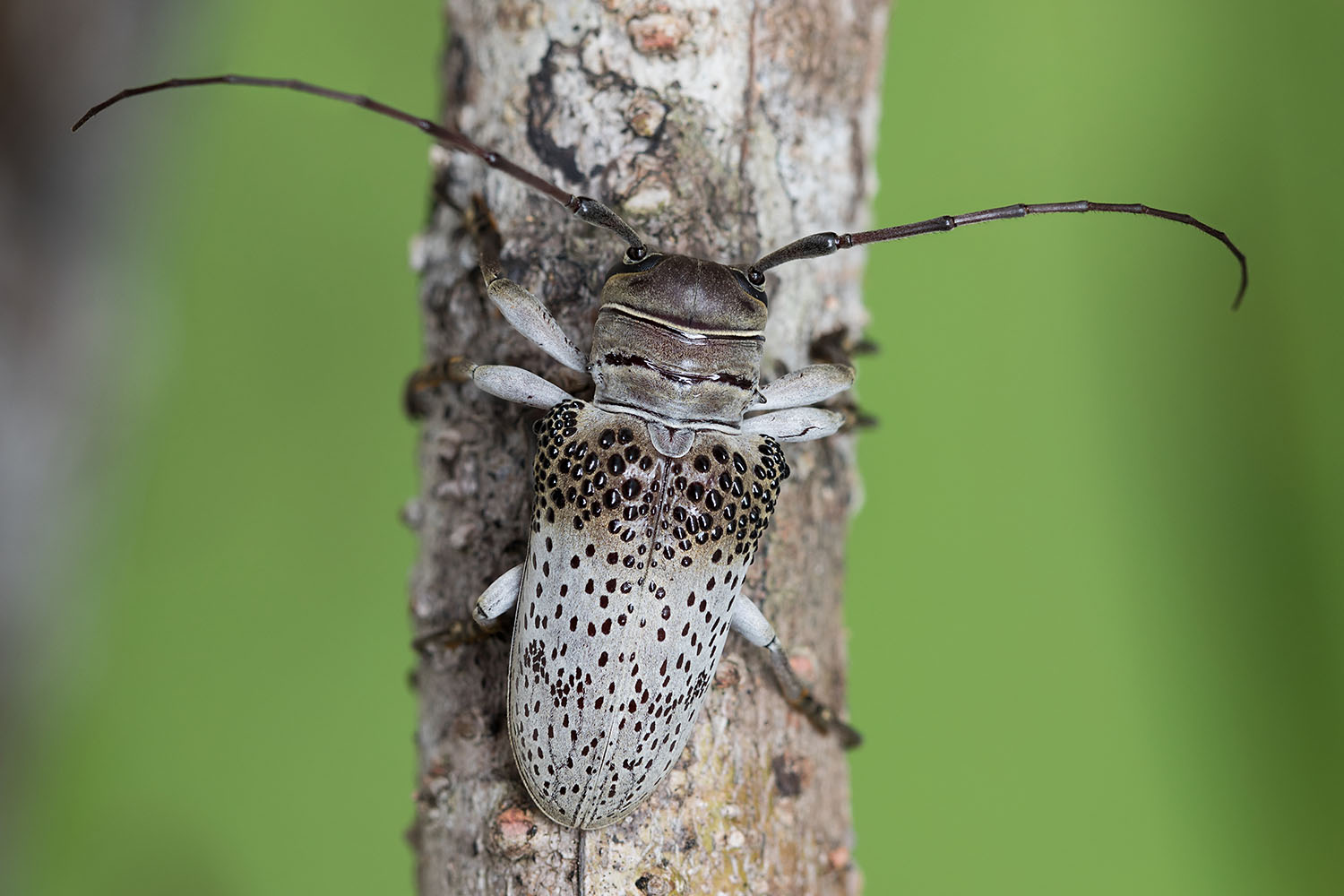 Oncideres cephalotes 