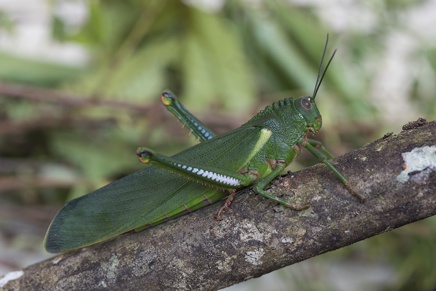 Titanacris albipes 