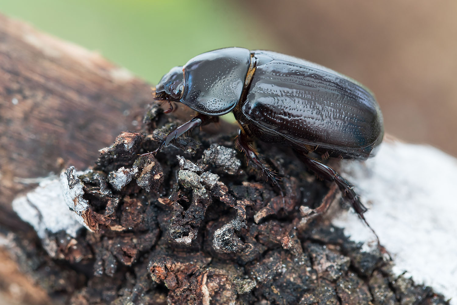 beetle unidentified62 