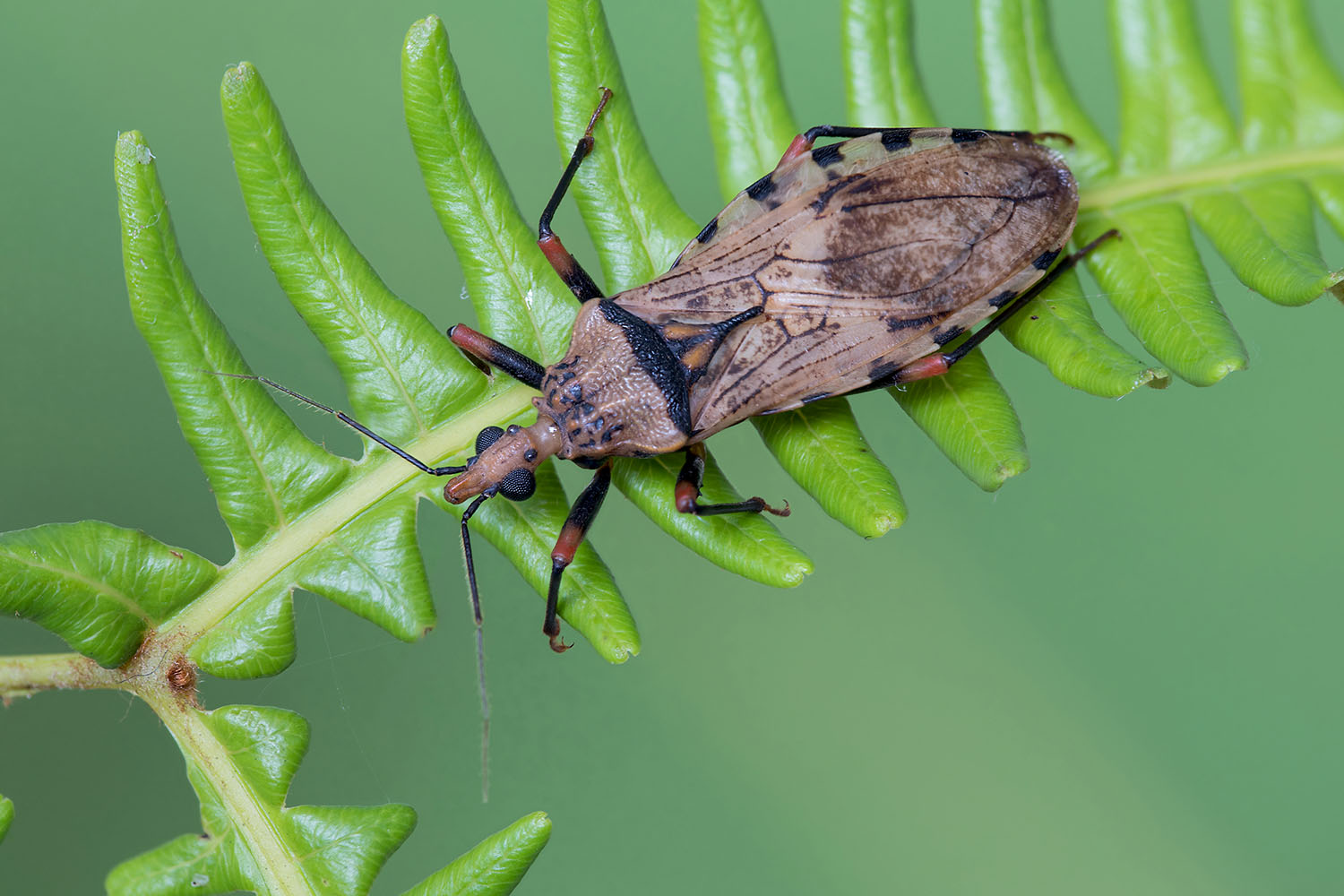 heteroptera unidentified12 