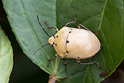 Augocoris gomesii 