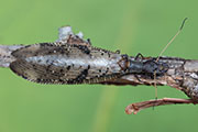 Corydalus batesii 