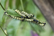 Heliconius sp01 