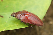 beetle unidentified10 