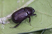 beetle unidentified61 
