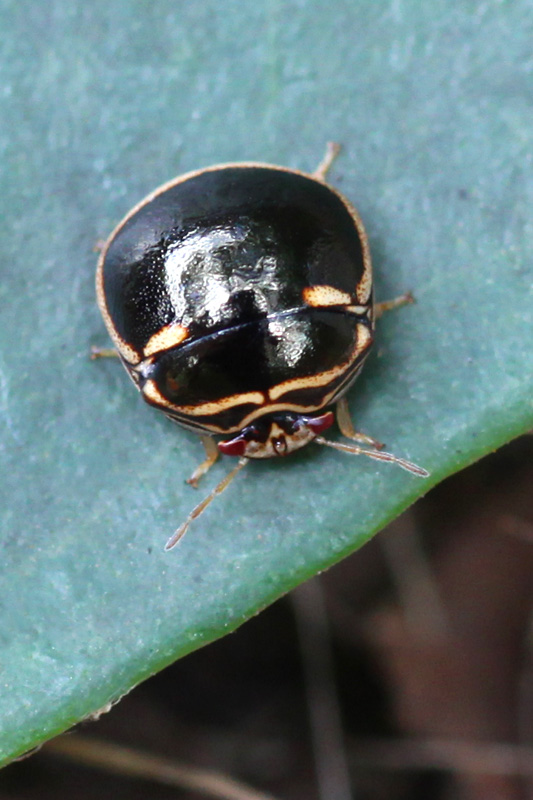 Coptosoma xanthogramma 