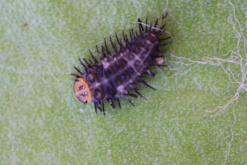 Curinus coeruleus 