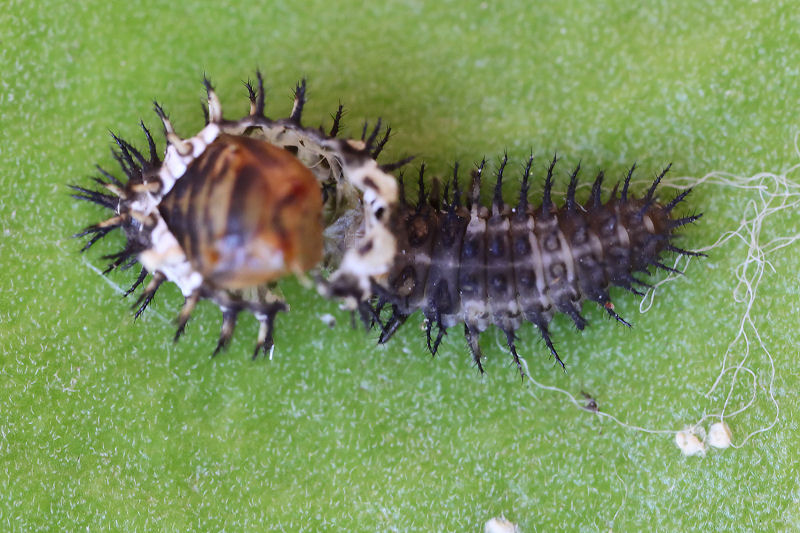 Curinus coeruleus 