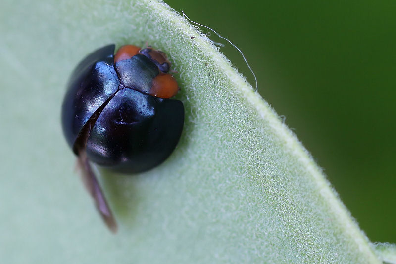 Curinus coeruleus 