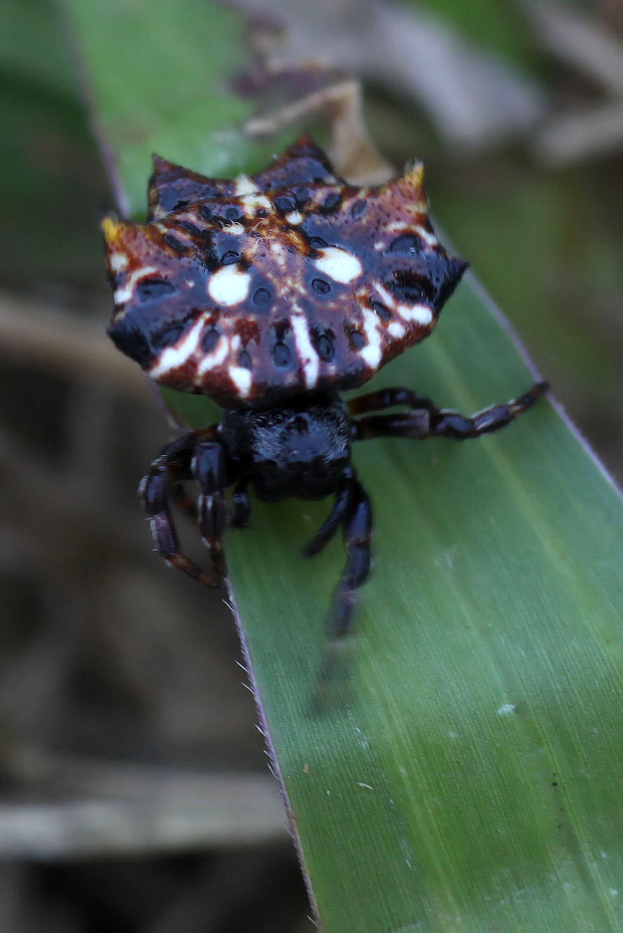 Thelacantha brevispina 