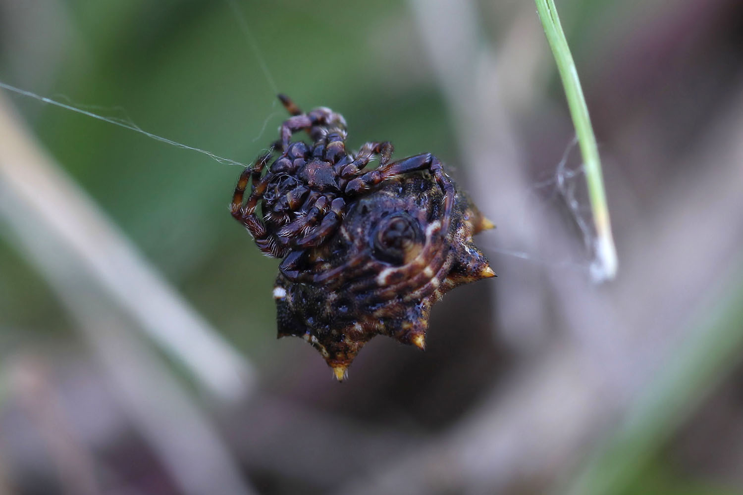 Thelacantha brevispina 