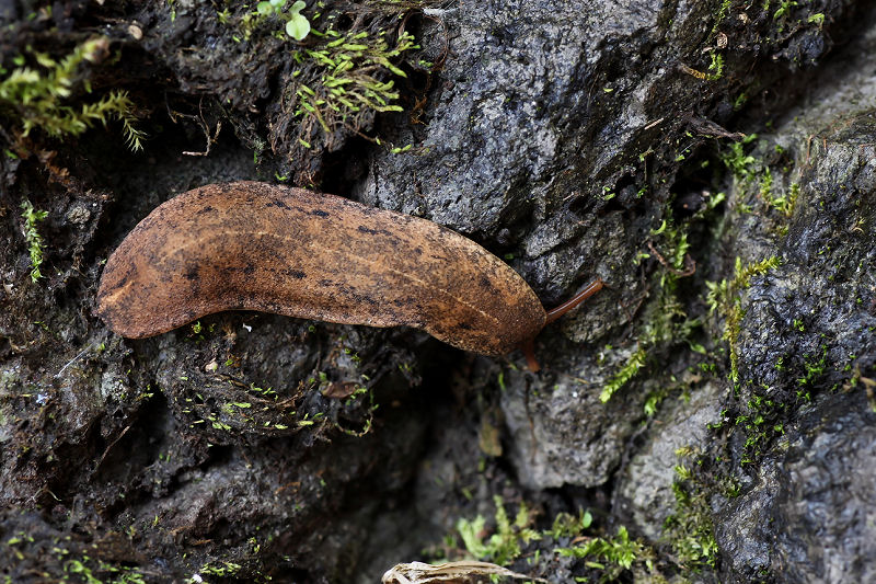 Veronicella cubensis 