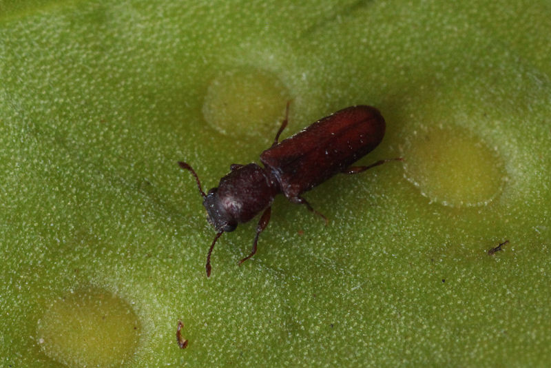 beetle unknown22 