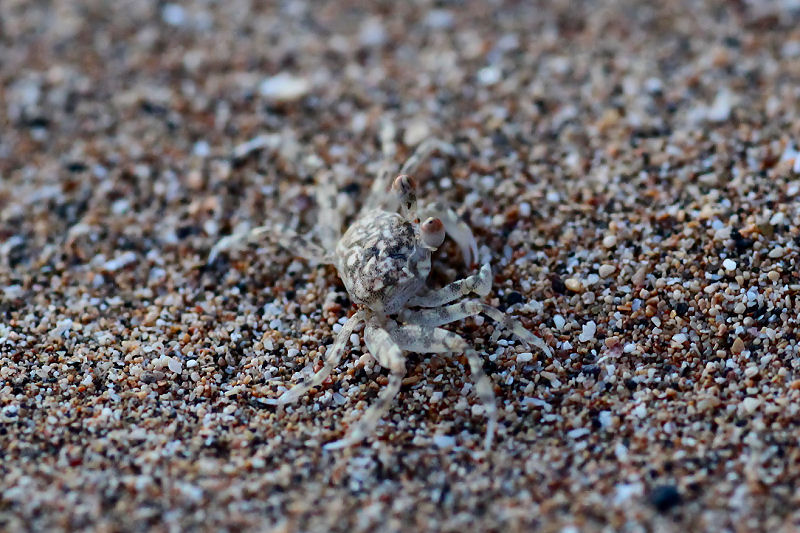 crab unidentified02 