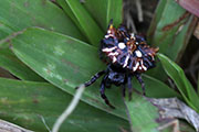 Thelacantha brevispina 