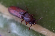 beetle unknown22 