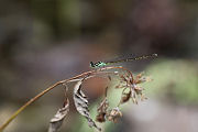 dragonfly unknown04 