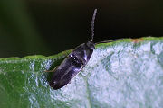 elateridae unknown04 