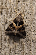 moth unknown01 