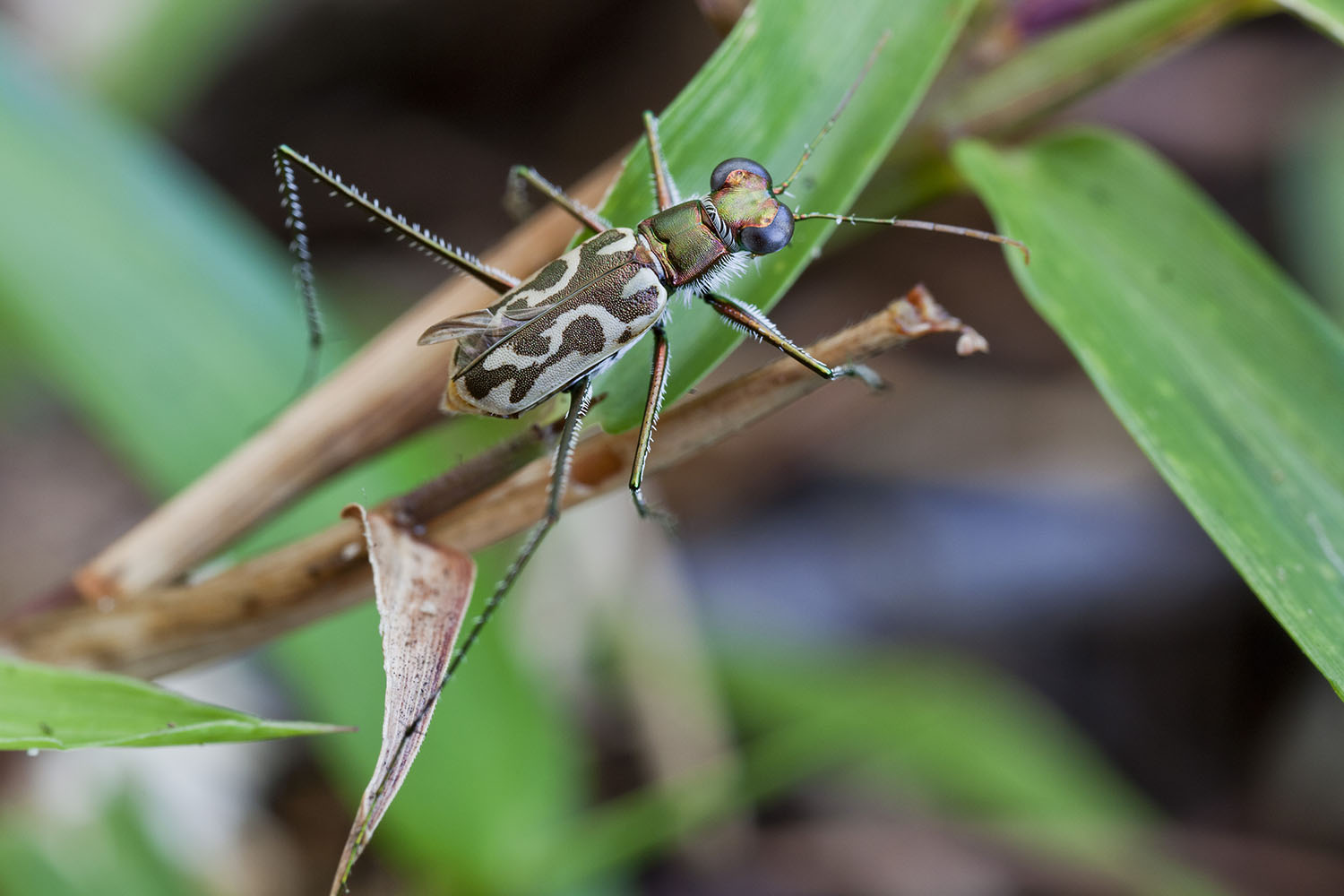 Abroscelis longipes 