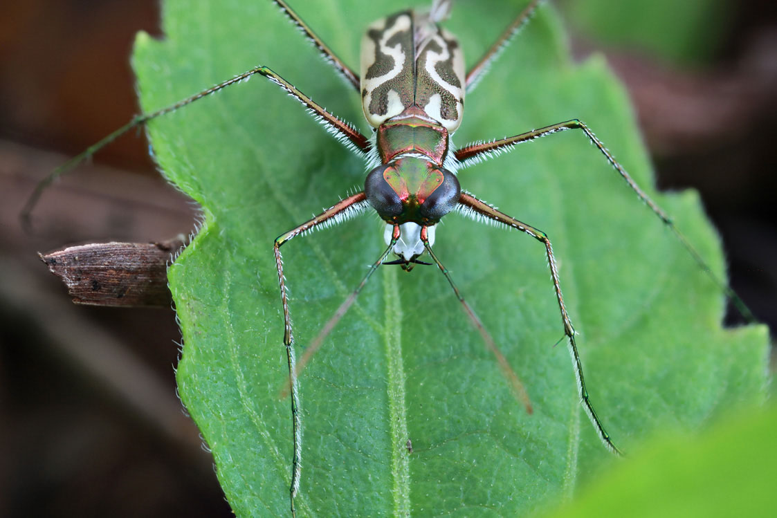 Abroscelis longipes 