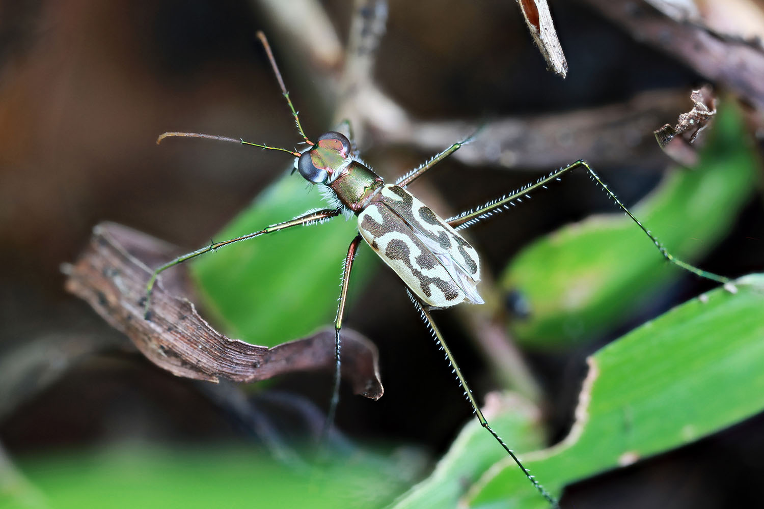 Abroscelis longipes 