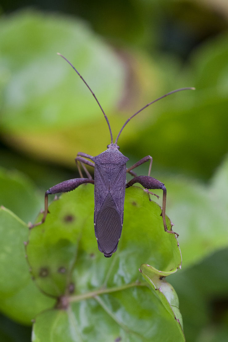 Mictis longicornis 