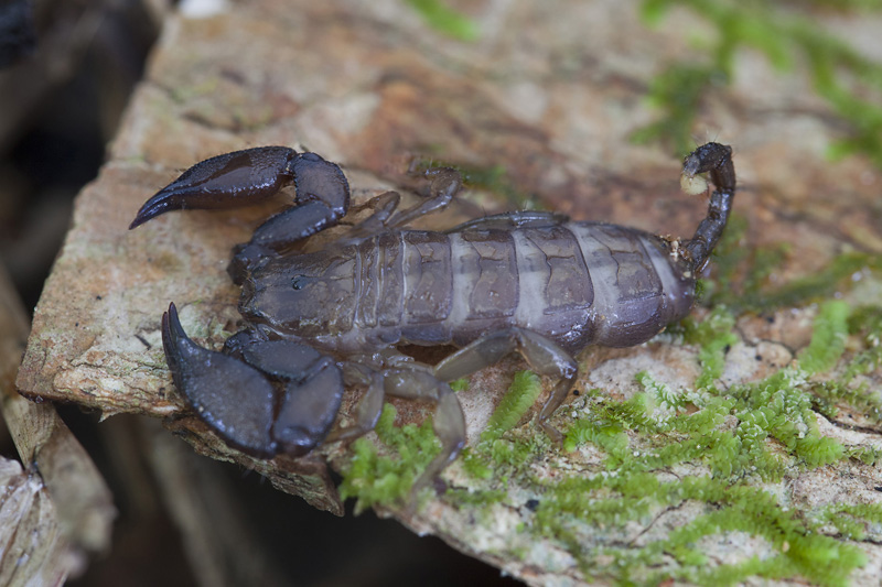 Scorpion unidentified01 